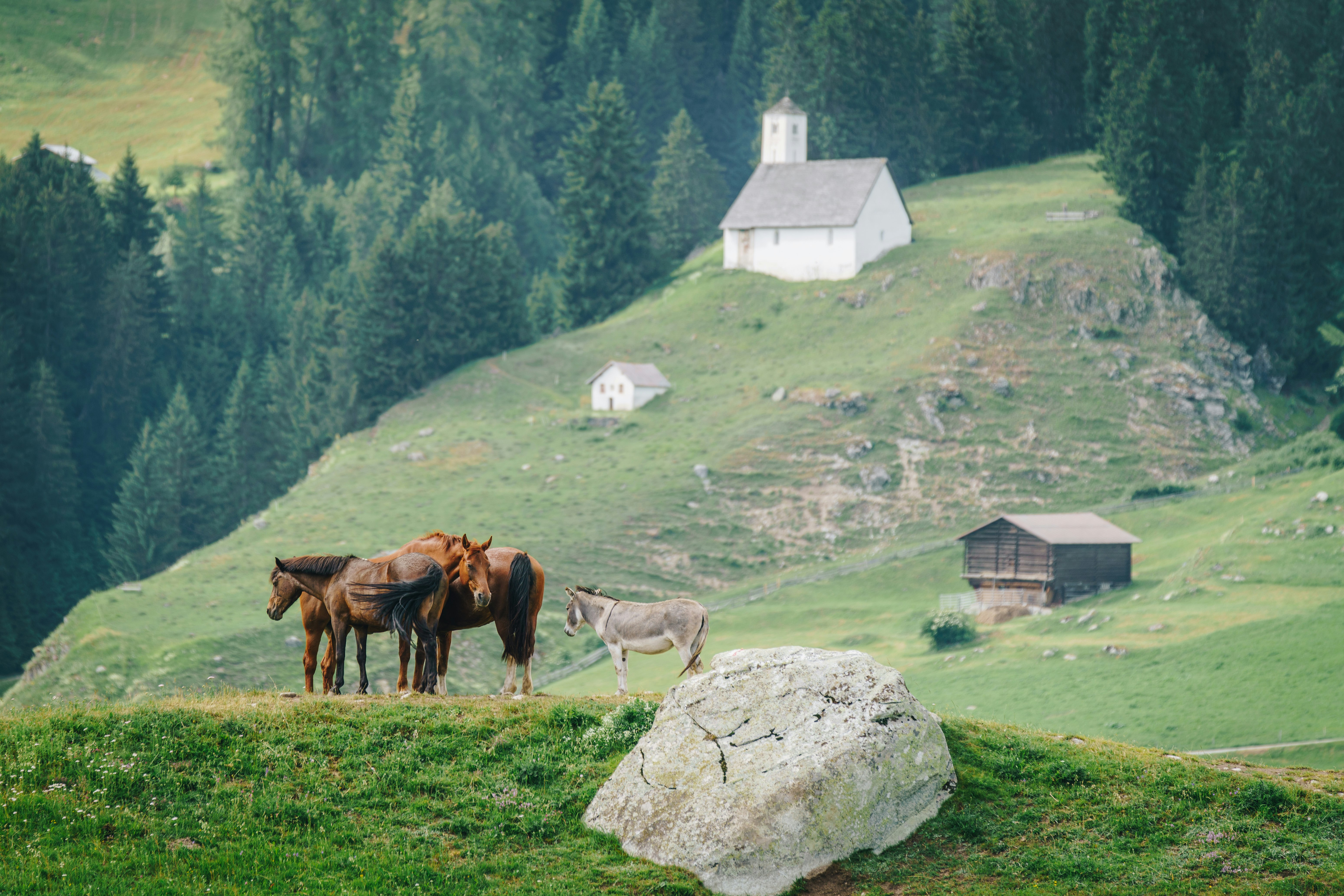 four horses standing outdoors